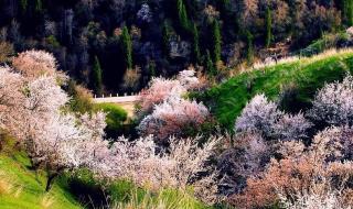 薰衣草种植基地 薰衣草种植基地